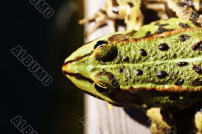 Close up of a tree frog