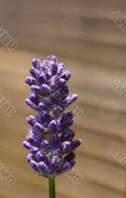 Lavender Lavender