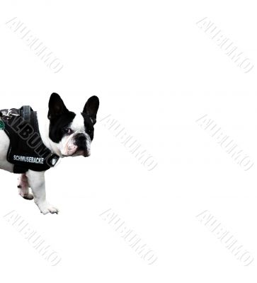 French bulldog French bulldog