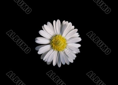 White daisy