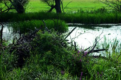 Beaver house