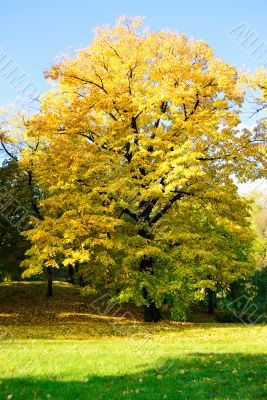 Yellow Tree in Park