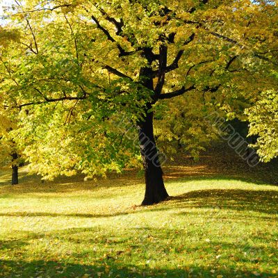 Yellow Tree in Park