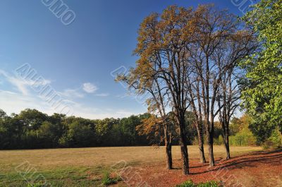 Fall Colors in Park