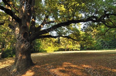 Oak Tree in Park
