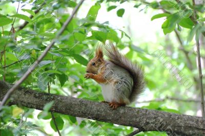 Eating squirrel on tree in park