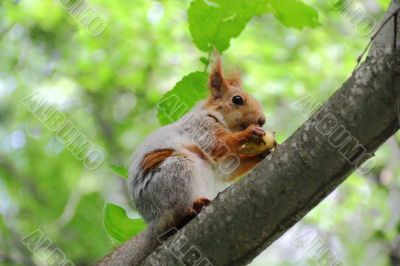 Eating squirrel on tree in park