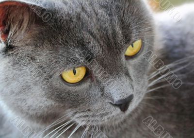 Cat`s portrait with yellow eyes 