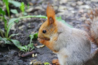 Eating squirrel on tree in park