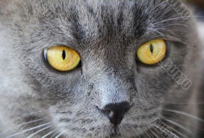 Cat`s portrait with yellow eyes 