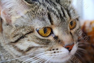 Cat`s portrait with yellow eyes 