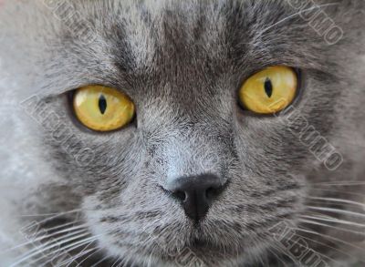 Cat`s portrait with yellow eyes 