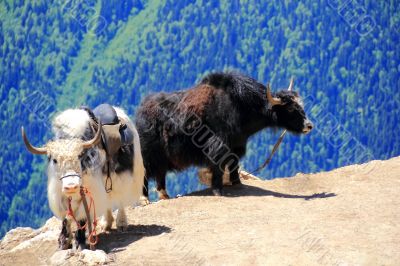 Two shaggy yaks in Caucasus mountains