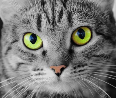 Cat`s portrait with yellow eyes 