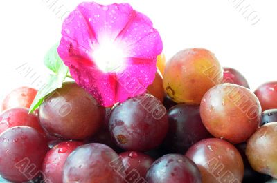 Grapes with a flower