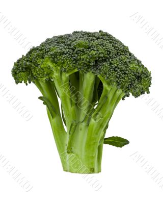Head of Broccoli