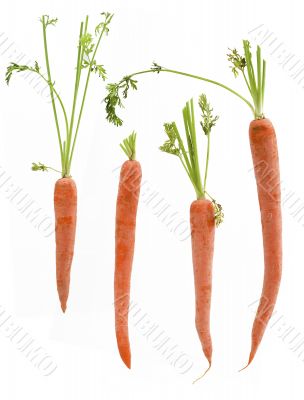Four Packed Carrots
