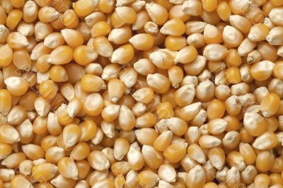 dried kernel corn