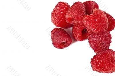 group of raspberry fruit