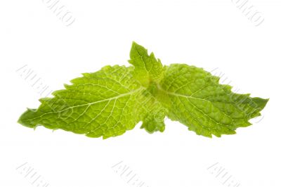 mint leaf