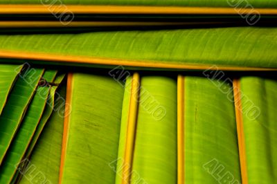 banana leaf patterm