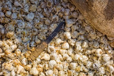 Garlic Pile