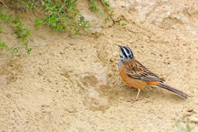 Rock Bunting. Background with bright, beautiful bird