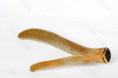 Pilose antler