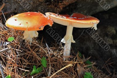 Red poisoned mushroom growing in the summer forest