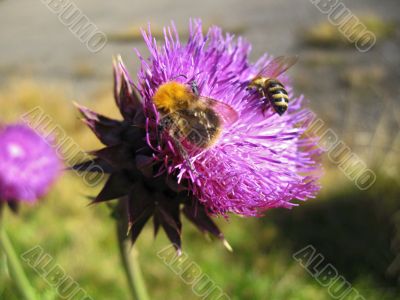 Bee landing on the thistle Bee landing on the thistle
