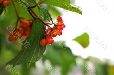 Rowan berry summertime on the branch