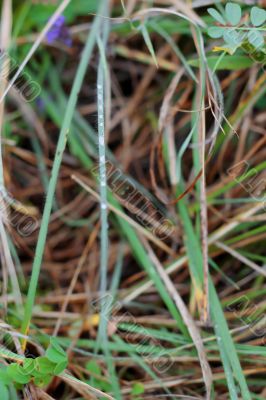 Dew on the leaves after rain