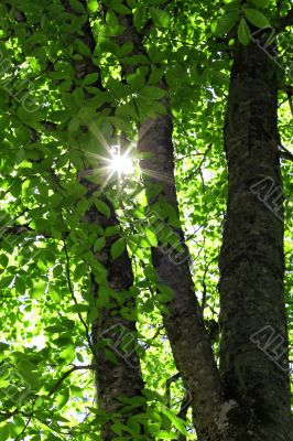 Morning forest and sun rays striking through the branches