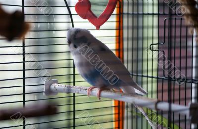 Budgie in the bird cage