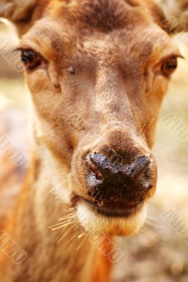 Red deer