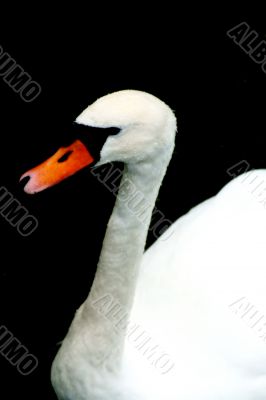 The swan