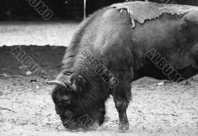 The wild cattle The wild cattle