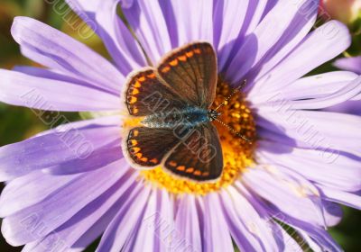 Brown Argus