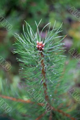 Pine tree branch and drops in autumn day