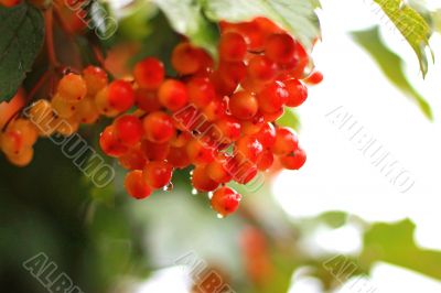 Rowan berry summertime on the branch