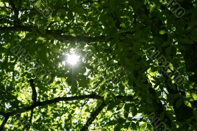 Morning forest and sun rays striking through the branches