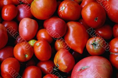 Red tomatoes Red tomatoes