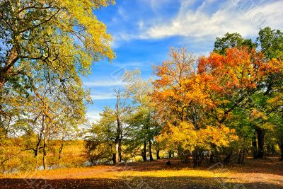 Autumn trees on the bank of the river