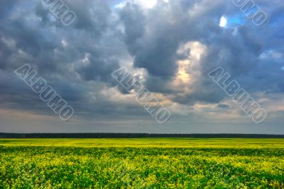 Cloudy sky over yellow field