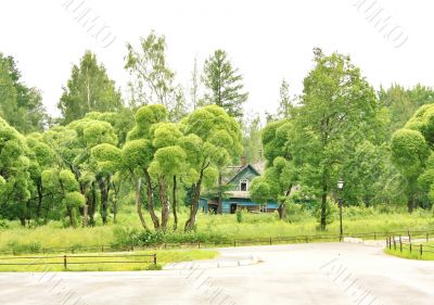 Old house among trees