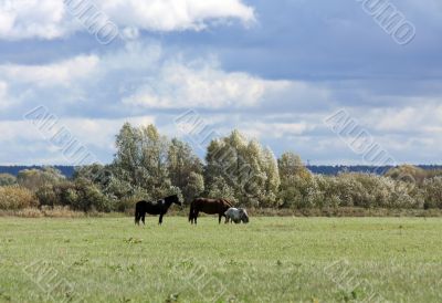 Horses on pasture