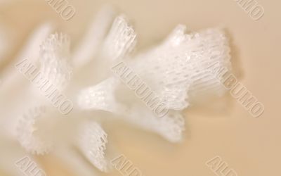 Fantasy with white pattern