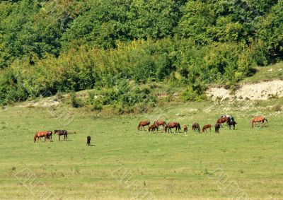 Horses on pasture