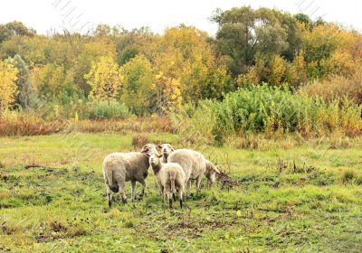 Sheep in the pasture