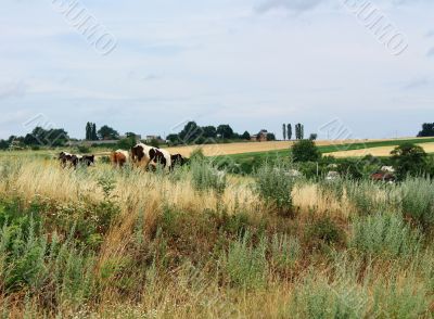Cows on pasture 